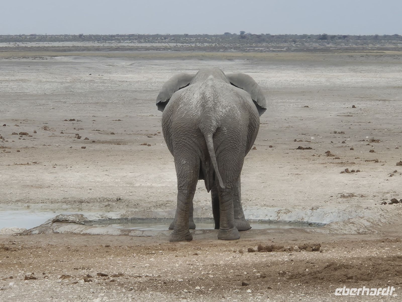 Tag 13 - Etosha NP - Eindrücke XVIII