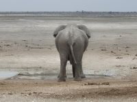 Tag 13 - Etosha NP - Eindrücke XVIII