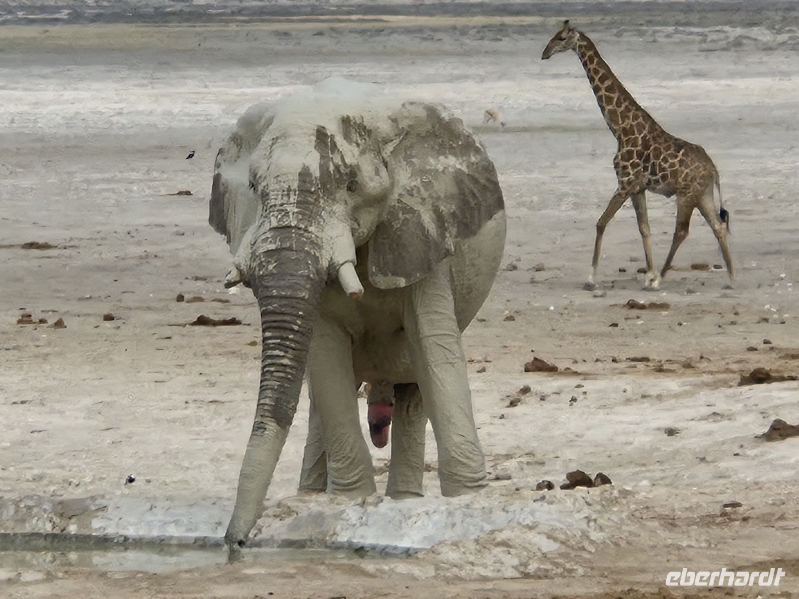 Tag 13 - Etosha NP - Eindrücke XX