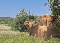 ...auch als Frisur?!