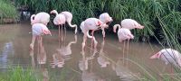 echte Deko Flamingos