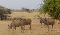 Kalahari Anib Lodge - Eland Antilopen