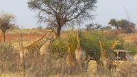 Pirschfahrt in der Kalahari - Giraffen