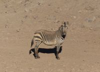 Auf dem Weg zum Fish River Canyon - Bergzebras