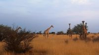 Pirschfahrt in der Kalahari - Giraffen