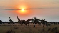 Pirschfahrt in der Kalahari - Giraffen im Sonnenuntergang
