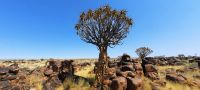 Unterwegs in Namibia - Köcherbäume und Dolerit