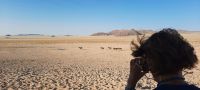 Garub - Wildpferde der Namib