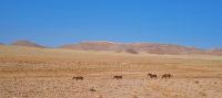 Garub - Wildpferde der Namib