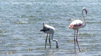 Walvis Bay - Flamingo Lagoon