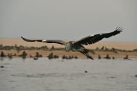 Bootsfahrt in der Lagune Walvis Bay 