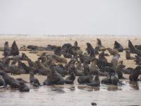 Bootsfahrt in der Lagune Walvis Bay - Robbenkolonie