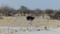 Etosha Nationalpark - erste Pirsch am Nachmittag