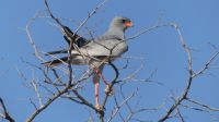 Etosha Nationalpark - Weißburzelsiunghabicht