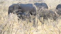 Etosha Nationalpark - erste Pirsch am Nachmittag