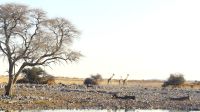 Etosha Nationalpark - erste Pirsch am Nachmittag - Okaukuejo