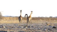 Etosha Nationalpark - erste Pirsch am Nachmittag - Okaukuejo
