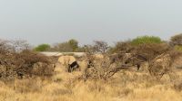 Etosha Nationalpark - erste Pirsch am Nachmittag - Elefanten