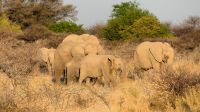 Etosha Nationalpark - Elefanten