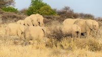 Etosha Nationalpark - Elefanten