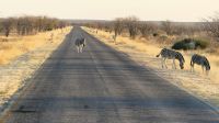 Etosha Nationalpark - erste Pirschfahrt