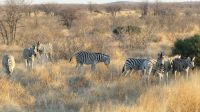Etosha Nationalpark - erste Pirschfahrt