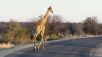 Etosha Nationalpark - erste Pirschfahrt