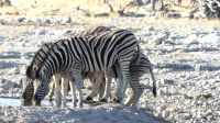 Etosha Nationalpark - zweite Pirschfahrt