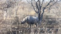 Etosha Nationalpark - Spitzmaulnashorn Nr. 1