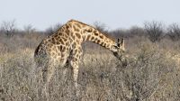 Etosha Nationalpark - Giraffe