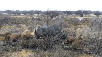 Etosha Nationalpark - Spitzmaulnashorn Nr. 2