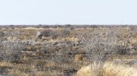 Etosha Nationalpark - Spitzmaulnashorn Nr. 2