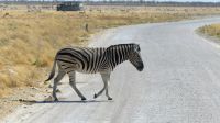 Etosha Nationalpark - Roadblock