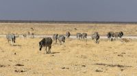 Etosha Nationalpark - Zebras, Zebras, Zebras..