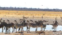 Etosha Nationalpark