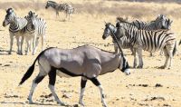 Etosha Nationalpark - Oryx und Zebra