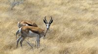 Etosha Nationalpark - Springböcke
