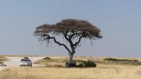Etosha Nationalpark - Schirmakazie