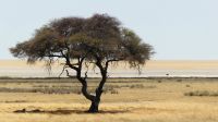 Etosha Nationalpark - Schirmakazie und Löwen