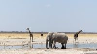 Etosha Nationalpark - Meeting am Wasserloch