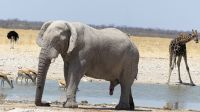 Etosha Nationalpark - Meeting am Wasserloch