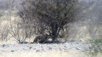 Etosha Nationalpark - Pascha Löwe relaxt