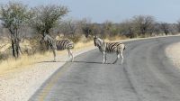 Etosha Nationalpark - Zebrastreifen