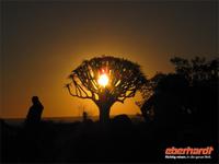 Sonnenuntergang im Köcherbaumwald