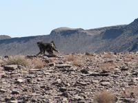 Paviane an der Piste