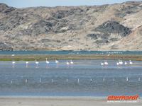 Lüderitzbucht Flamingos