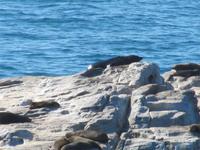 Robbenkolonie  am Diaz Point