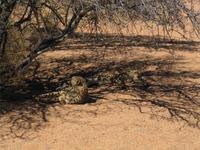 Geparden in der Hammerstein-Lodge