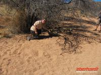 Auf Tuchfühlung mit Geparden in der Hammerstein-Lodge