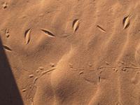 Spuren von einer Schlange und einem Gecko im Sand